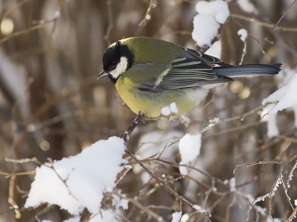 Talitiainen, Great Tit, Parus major